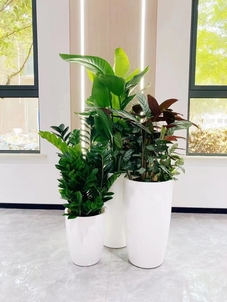 专业盆景出租,宁波慈溪的绿色魅力等你来享!